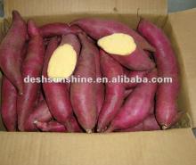 Export 2012 new crop fresh sweet potato price from China