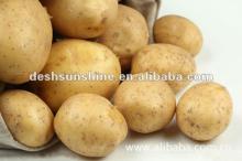  2013   new   crop   potato , exporters of fresh  Potato 