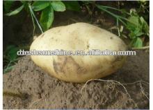 2013 new crop fresh potatoes specifications for sale