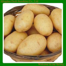 Chinese 2013 New Crop neimenggu sweet Potatoes