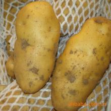  2013   fresh   potato  factory,  potato  cheapest price