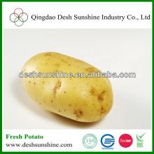 Grade A Chinese fresh potato long shape