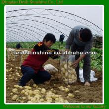 2013 new crop fresh a potato price for sale