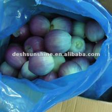 High Quality Fresh Red Peeled Onion From China