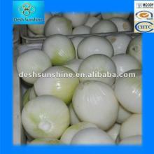 2012 New Corp Fresh Peeled Onions
