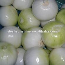 6-8cm 2012 new  Peeled   Fresh   Onion s