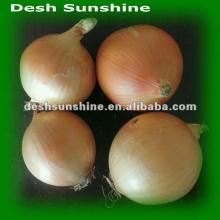 (50-80mm) 2012 Fresh Yellow Onion Exporter