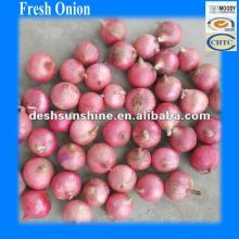 new crop red onion from China price