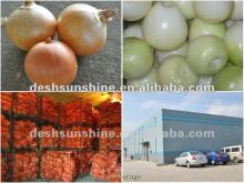 6-8cm 2012 new copr Yellow Onion Fresh