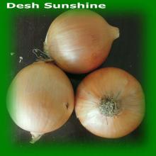 Hot sale new crop red onion export