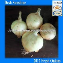 6-8cm 2012 New Corp Chinese Fresh Onions
