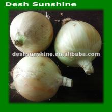 (60-80mm) 2012 Fresh Yellow Onion Exporter