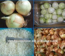 (60-80mm) Yellow Onions 2012 Fresh Harvest