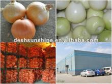 (50-80mm) Fresh Yellow Onions 2012 Harvest