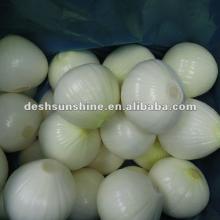 Chinese Hot Sale Fresh Peeled Yellow Onion