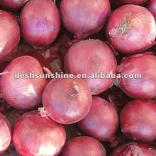 Hot sale new crop types red onions export