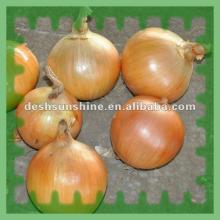 6-8cm 2012 Fresh Yellow Onion