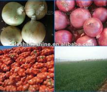 (70-90mm) Red Yellow Onion Exporter 2012 Fresh