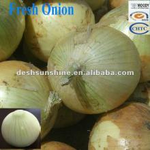 Hot Sale 2012 Grade A Fresh Yellow Onion 7-9cm