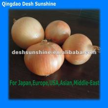 (50-80mm) Yellow Onions plants 2012 Fresh Harvest