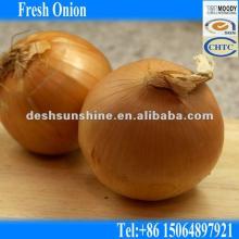 Hot Sale 2012 Grade A Fresh Yellow Onion 70-90mm