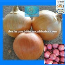 (60-80mm) Hot sale Fresh Yellow Onions plants 2012