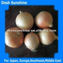 (50-80mm) Fresh Yellow Onions Exporter 2012 Harvest