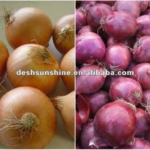 Export red onion and yellow onion from china