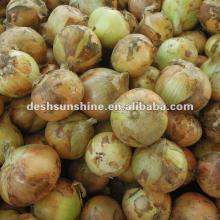New Crop Chinese fresh onion price 2012(50-70,0-90mm)