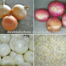 supplying Chinese 2012 new crop market onions with competitive prices
