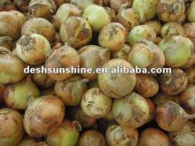 2012 new crop fresh best onion price