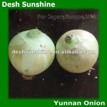 (60-80mm) Yellow Onion 2012 Fresh Harvest
