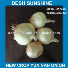 2012 yellow onion specification(70-90mm)