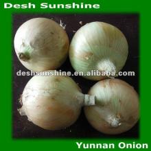(60-80mm) 2012 Fresh Yellow  Onion  Harvest