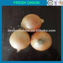 2012 New Crop high quality onion,cheap price