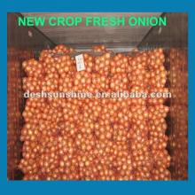 2012 market price for yellow onion (70-90mm)