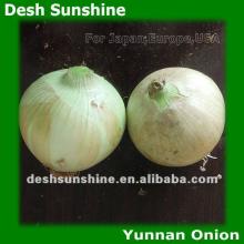 (70-90mm) Fresh Yellow Onions plants 2012 Harvest