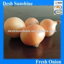 2012 New Corp Fresh Yellow Onion golden supplier