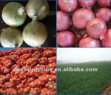 (60-80mm) Yellow Onion Exporter 2012 Fresh Harvest