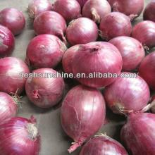 2013 Chinese new crop fresh onion(Hurry to order!)