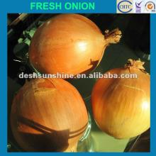 2012 New Crop onion from china,good quality,cheap price