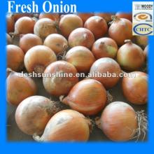 2012 New corp Fresh Chinese Yellow Onion Exporter 50-80mm Hot Sale