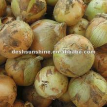 Sell 2012 New corp Fresh Chinese Yellow Onion Exporter 50-80mm