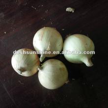 2012 New Crop Grade A Chinese fresh yellow onion--JAPAN market