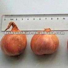 2012 Fresh Red shallot Onions Grade A