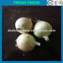2012 new crop onion(60-80mm)