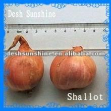 2012 Fresh Red shallot Onions Supplier