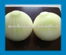New crop fresh white onion(60mm)