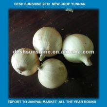 Chinese Grade A low price onion