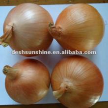 2012 New crop onions fresh(60mm)
